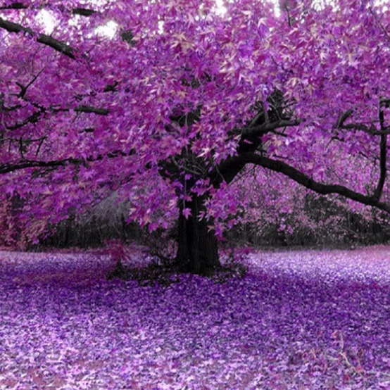 Photo:  All things purple
